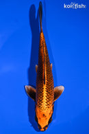 7" KIN ORENJI MATSUBA