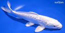 7.25" GINRIN PLATINUM OGON