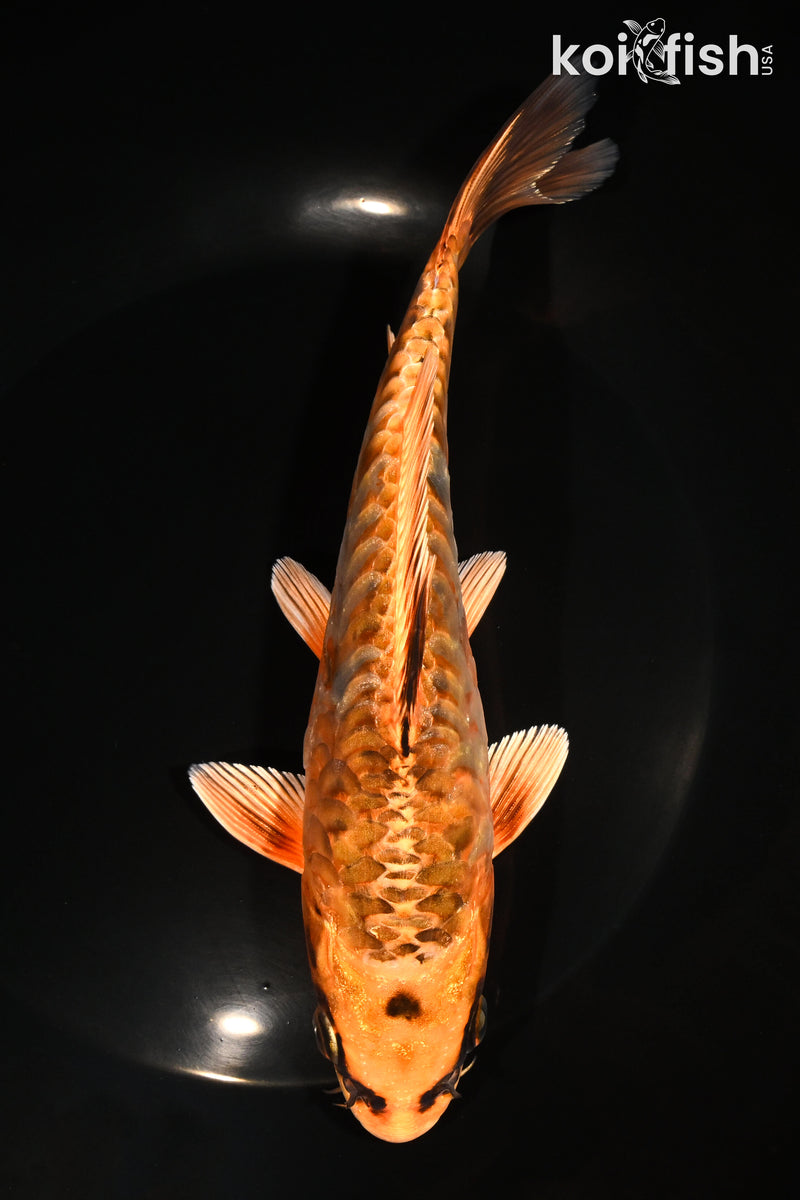 7.5" ARAGOKE ORENJI MATSUBA