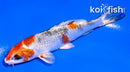 4" KUJAKU