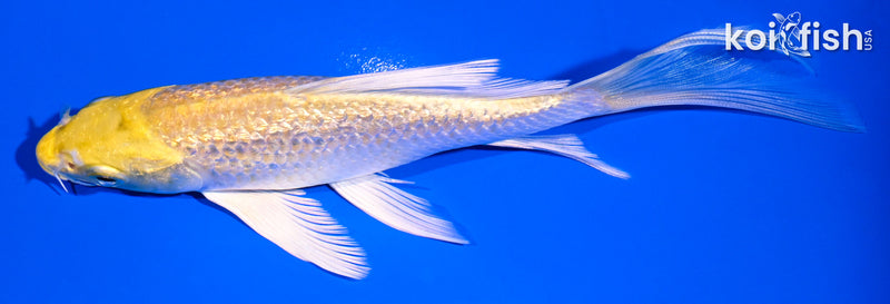 5.5" GINRIN YAMABUKI OGON BUTTERFLY