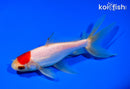 5.75" WATONAI GOLDFISH