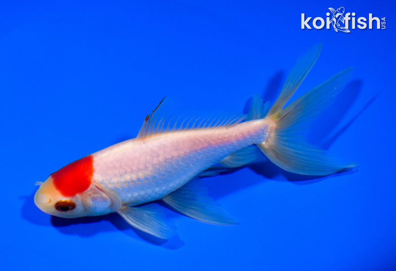 5.75" WATONAI GOLDFISH
