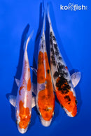PACK OF (3) 5-6" STANDARD KOI