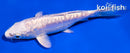 5.5" DOITSU PLATINUM OGON
