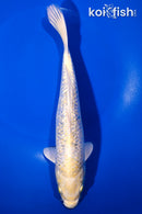10.25" GINRIN HARIWAKE