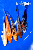 PACK OF (5) 4-4.25" MIXED STANDARD KOI
