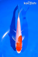 5.5" HARIWAKE