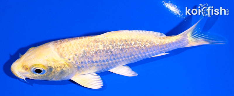 5" GINRIN YAMABUKI OGON