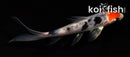 4" HEISEI NISHIKI BUTTERFLY