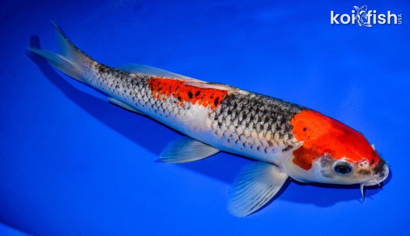 11.75" GOSHIKI
