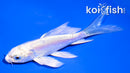 4" DOITSU PLATINUM OGON BUTTERFLY