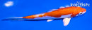 6" KIKUSUI