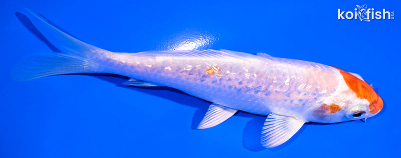 5.25" GINRIN HARIWAKE