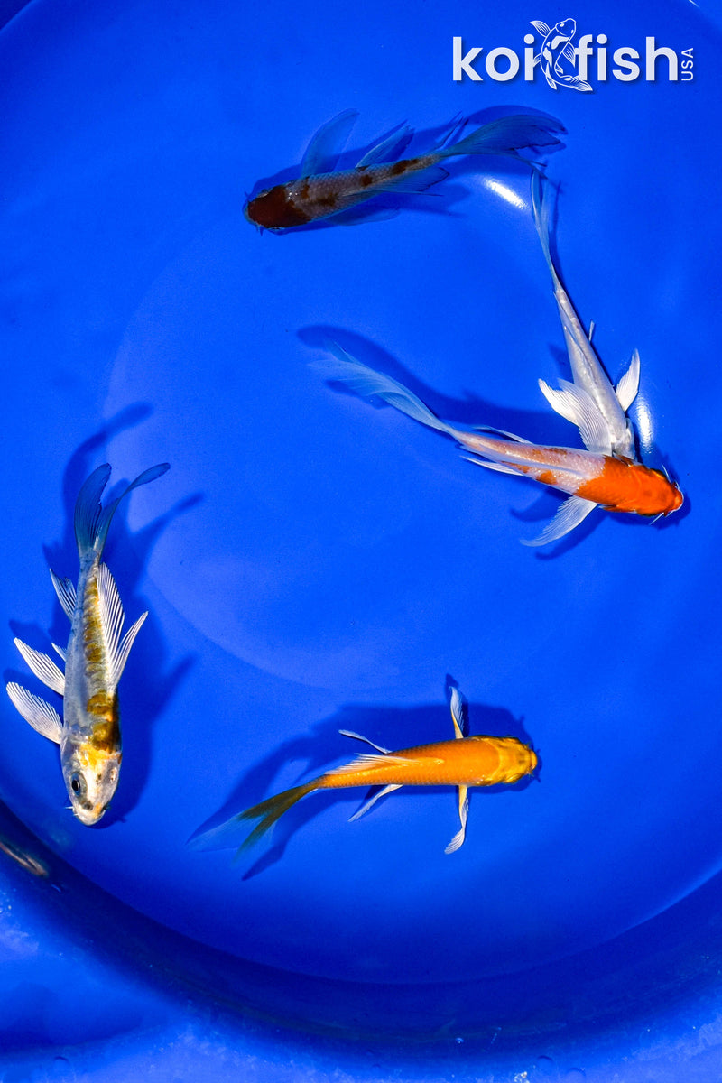 PACK OF (5) 3-4" BUTTERFLY KOI