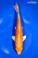 9.5" GINRIN ORENJI OGON