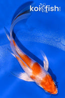 4.5" HARIWAKE BUTTERFLY
