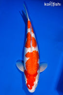 15.5" GINRIN SANDAN KOHAKU