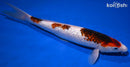 13.75" GINRIN GOROMO