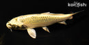 6.25" KI MATSUBA