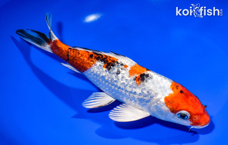 7.75" GINRIN YAMATO NISHISKI