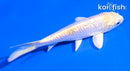 5" GINRIN LEMON HARIWAKE