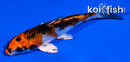 3.5" YAMATO NISHIKI