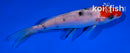 4" TANCHO SANKE
