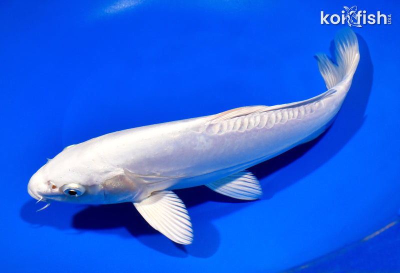 10" DOITSU PLATINUM OGON