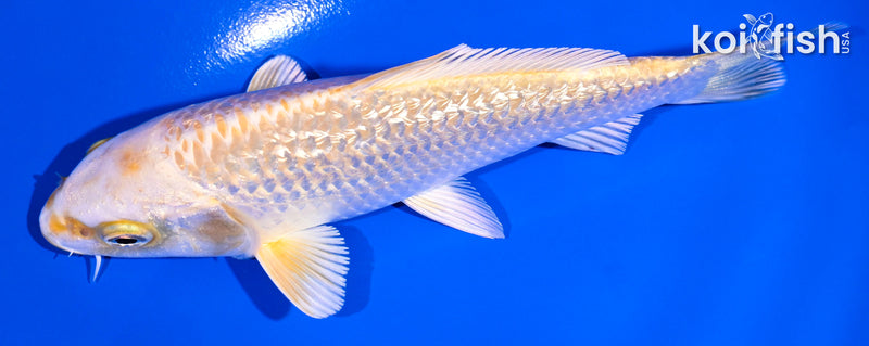 5" GINRIN YAMABUKI OGON