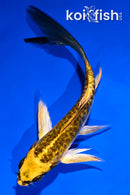 5.5" KI MATSUBA BUTTERFLY