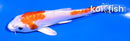 4" KIKUSUI
