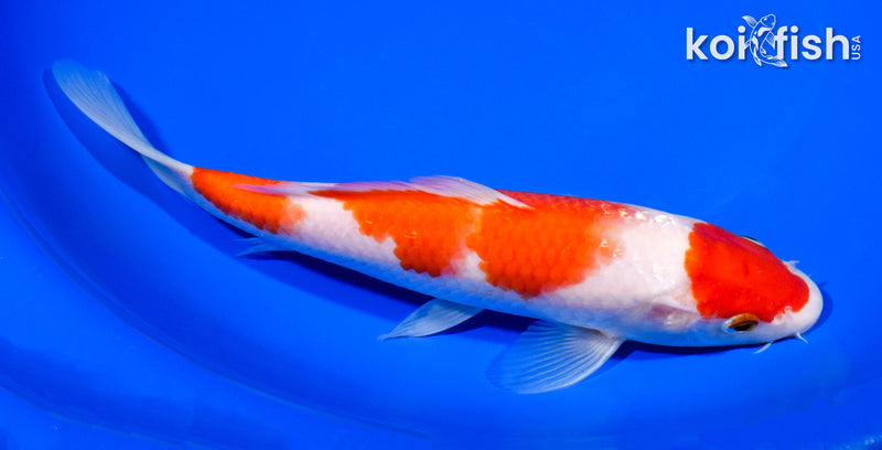 8.25" MARUTEN KOHAKU