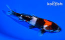 5.75" DOITSU SHOWA