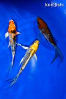 PACK OF (3) 4.5-5" BUTTERFLY KOI