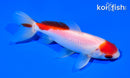 5" MARUTEN WAKIN GOLDFISH