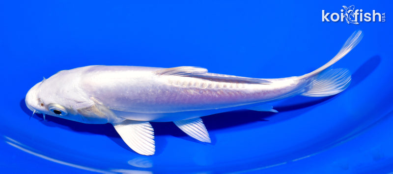 7.25" DOITSU PLATINUM OGON
