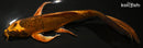 8" KIN ORENJI MATSUBA BUTTERFLY