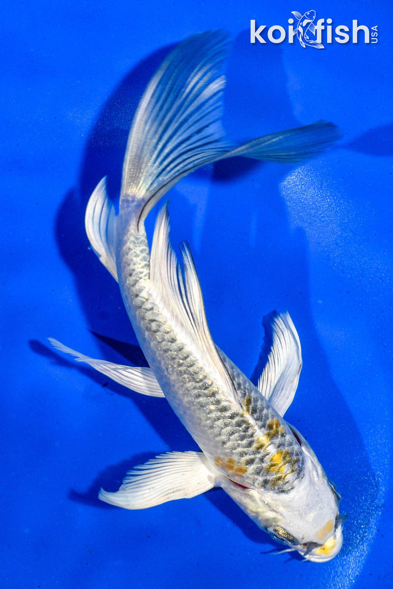 6" KUJAKU BUTTERFLY