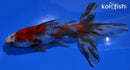 5.5" CALICO WAKIN GOLDFISH