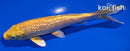 5.5" GINRIN YAMABUKI OGON