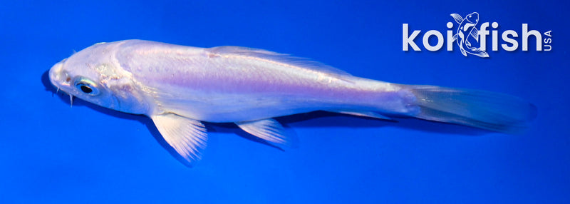 5" LEATHER PLATINUM OGON