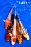 PACK OF (5) 4-5" STANDARD KOI
