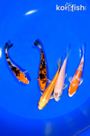 PACK OF (5) 4-4.25" STANDARD KOI