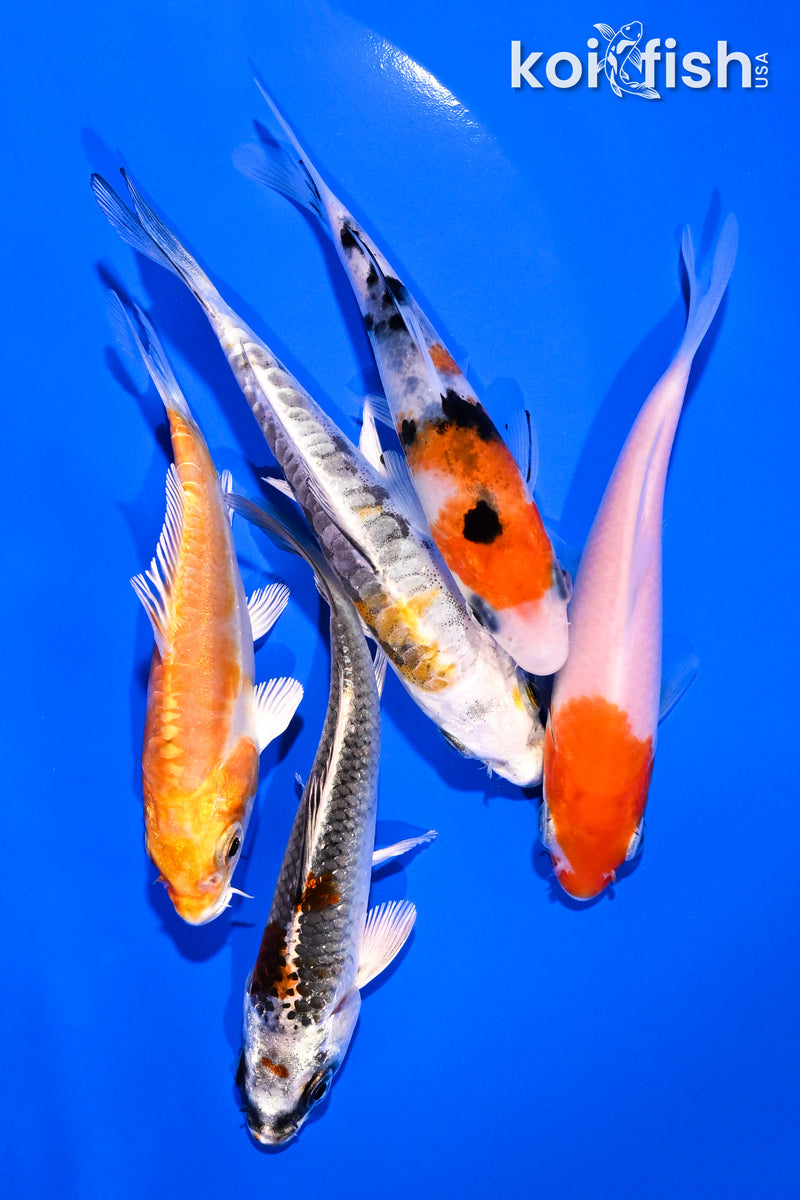 PACK OF (5) 4-5" STANDARD KOI