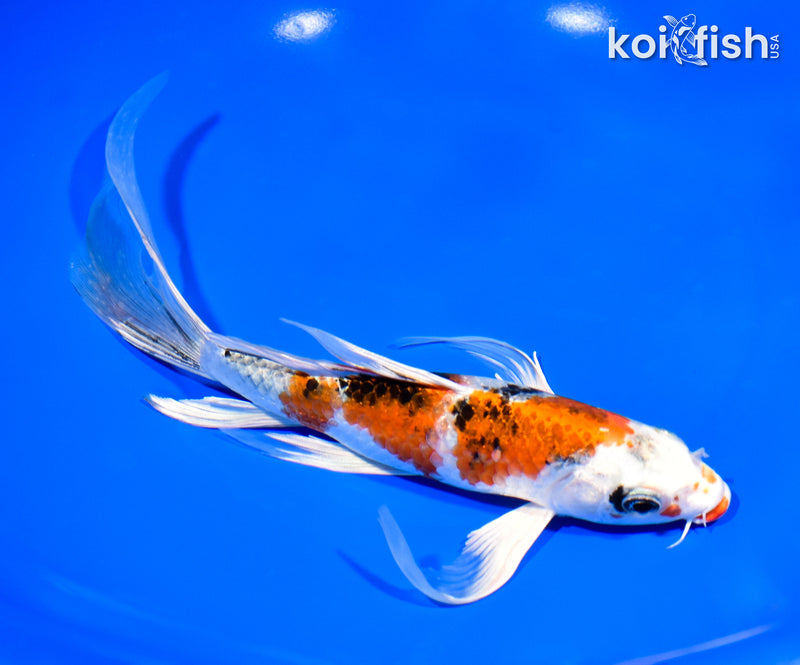 8.5" YAMATO NISHIKI BUTTERFLY