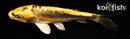 4" KIN KIKOKURYU