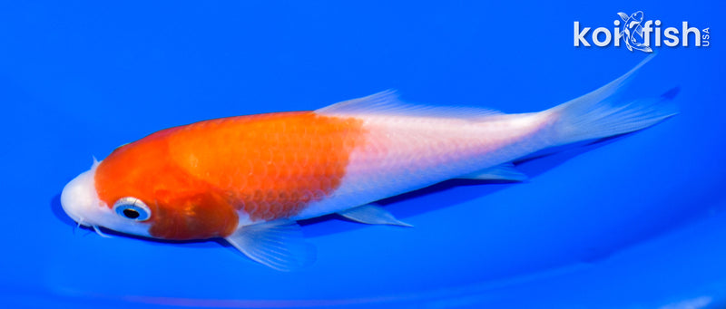 5.25" KOHAKU