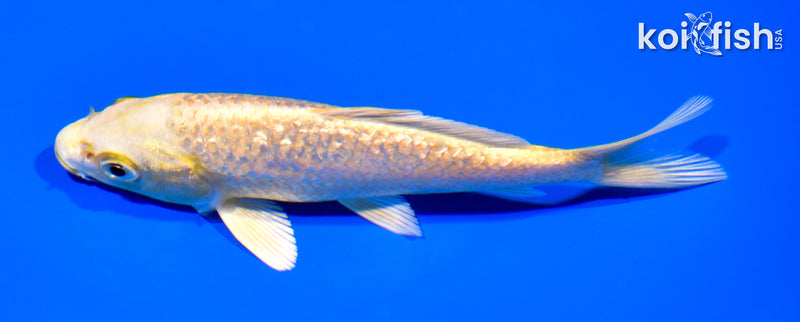 5.5" GINRIN YAMABUKI OGON