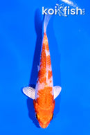 4" HARIWAKE